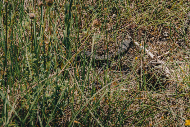 Close up view of poskok snake (Horned Viper) head hidden in dry grass. Most dangerous snake in area. Lika,Croatia.