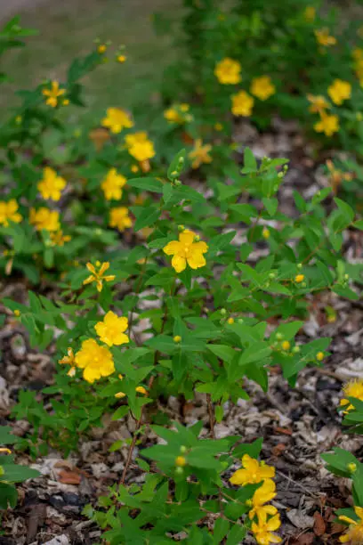 Great St-John's wort also known as Rose-of-Sharon or Jerusalem star. Hypericum calycinum yellow flowers in the summer.