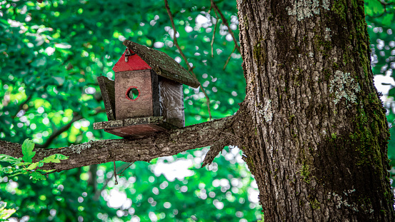 Close up of old bird broken wooden house on tree branch. Concept for abandoned home. Green forest in Croatia.