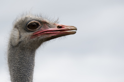Ostrich farm, the bird close up.
