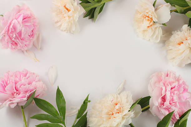 istock beautiful spring peony branches on a light background, abstract flower arrangement, still life with place for text, podium for product advertising, flower birthday card, wedding, 1326836458