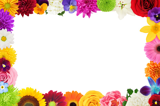 Colorful mixed flowers border with pure white center