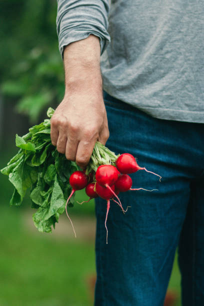istock A man with a bundle of radishes 1326838706