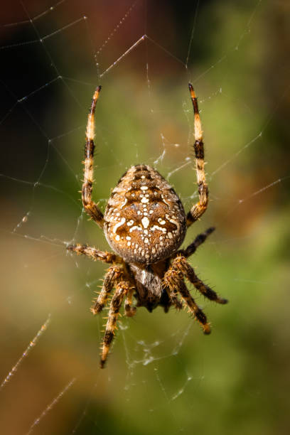 istock Spider close-up on a green background 1326839581