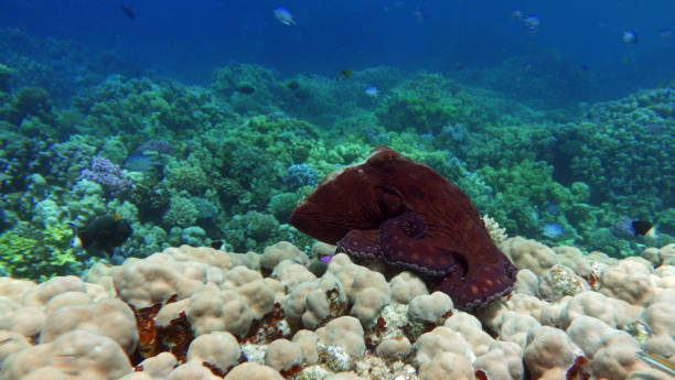 istock Octopus. Big Blue Octopus on the Red Sea Reefs. 1326839841