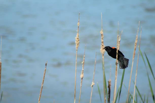 istock Male Red-winged Blackbird 1326840741