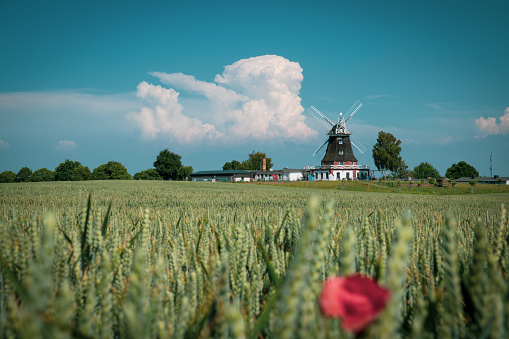 an old windmill stands behind a grain field in mecklenburg and the sky is blue