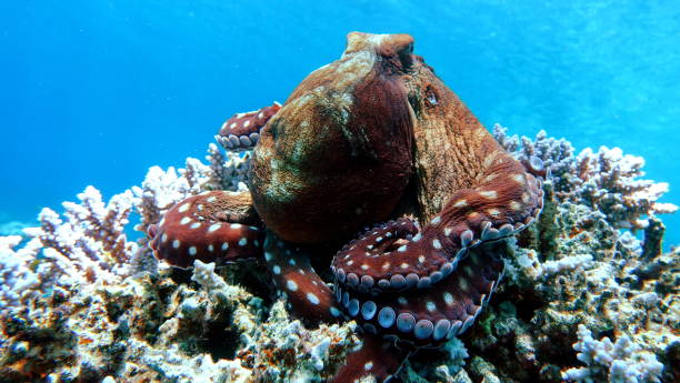 istock Octopus. Big Blue Octopus on the Red Sea Reefs. 1326840957