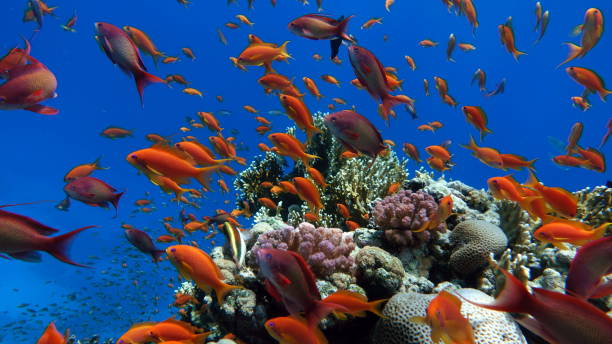 istock The most common antias 1326841000