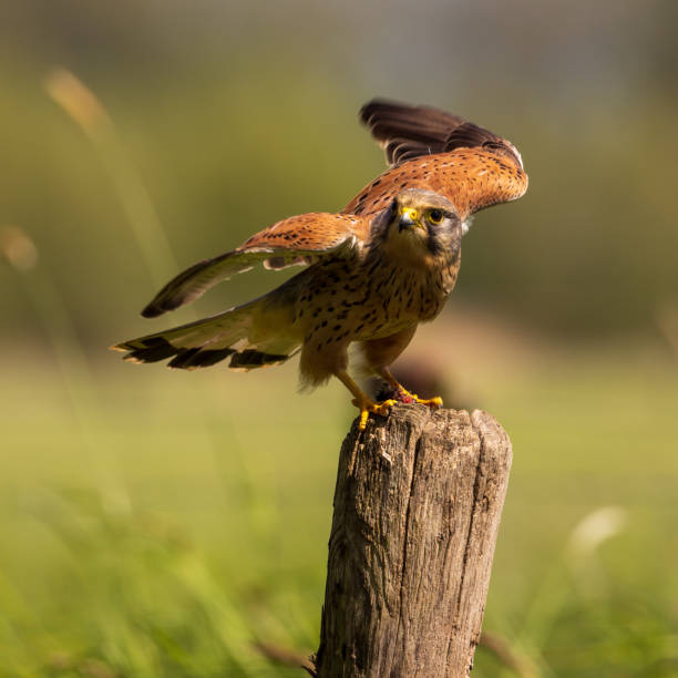 istock Common kestrel taking off from pole in grassland 1326842793
