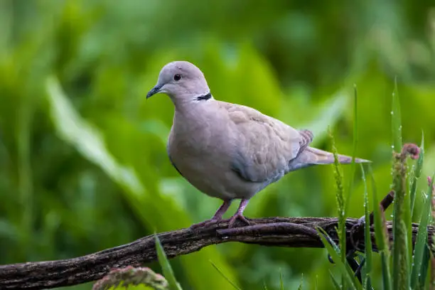 Eurasian collared dove on a tree branch in forest