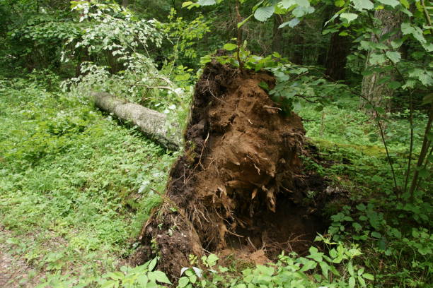 istock A tree after the storm in the forest 1326843412