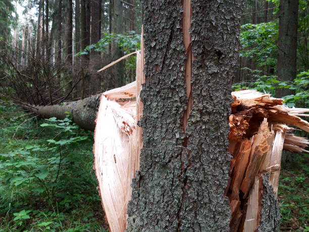 istock Trees after the storm in the forest 1326843415