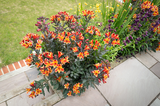 A bed of beautiful orange alstroemeria lily flowers