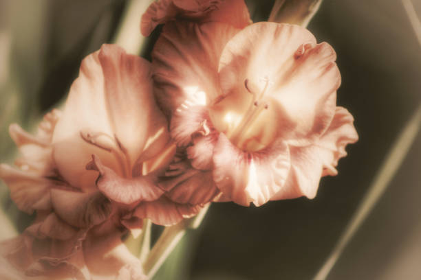 vintage flowers pink - coate imagens e fotografias de stock