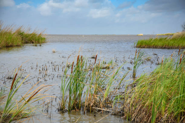 The grassy, marsh on the Gulf of Mexico coast with open water On the Gulf of Mexico the Louisiana marsh is a mix of large areas of open water with clumps of land where marsh grass clings together forming soggy islands. Here is the Rockefeller Wildlife Management area where Wildlife and Fisheries works with park rangers to protect and study this fragile ecosystem, a destination for many migrating and native birds and ecotourism. cameron montana stock pictures, royalty-free photos & images