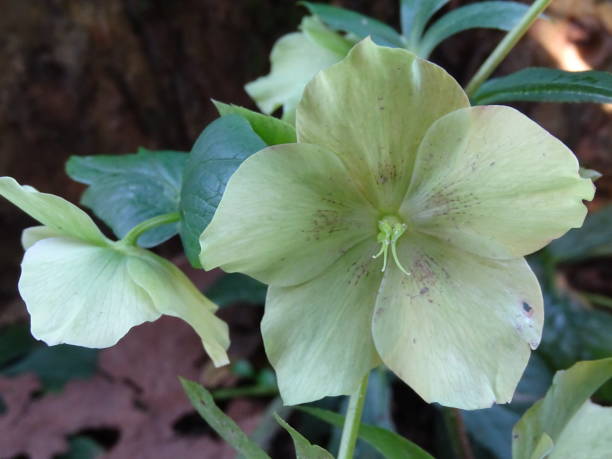istock BLACK HELLEBORUS FLOWER. 1326846883