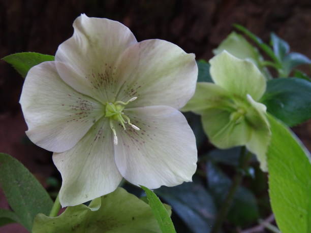 BLACK HELLEBORUS FLOWER.