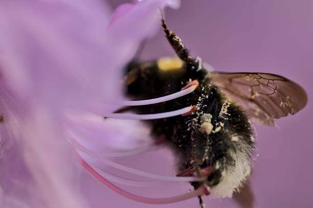 istock Beautiful spring macro view of bumble bee (Bombus), efficient pollinator, collecting pollen from purple wild rhododendron blooming flowers, Ballinteer, Dublin, Ireland 1326847079