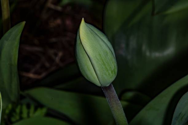 istock Flower Bud In Garden. 1326847733