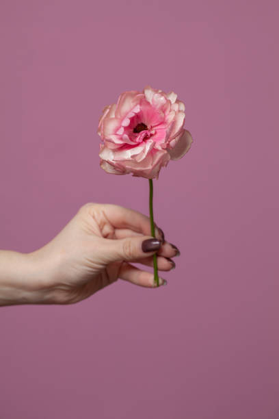 istock Pink background with flower, minimal concept idea 1326847881
