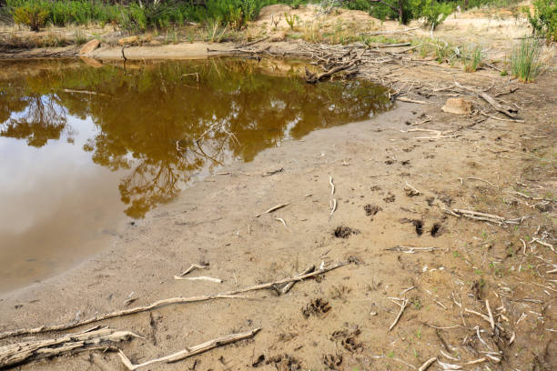 istock animal prints in mud alongside billabong in bushland 1326848935