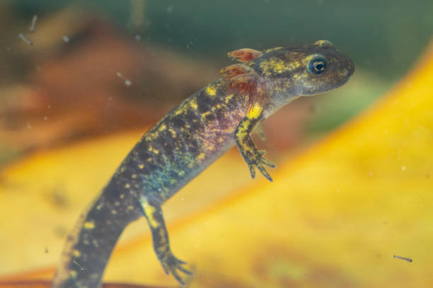 istock Juvenile salamander salamander 1326852745