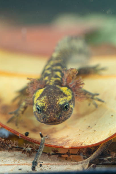 istock Juvenile salamander salamander 1326852746