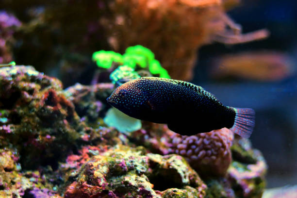 istock Black white-spoted leopard wrasse - Macropharyngodon Negrosensis 1326855227