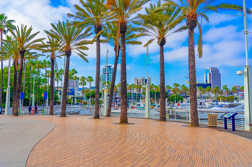Shoreline walkway with palm trees and the skyline of Long Beach California