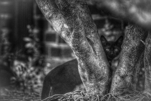 peek a boo cat - coate imagens e fotografias de stock