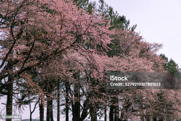 Cherry Blossoms In Full Bloom In Hidaka Hokkaido Stock Photo - Download Image Now