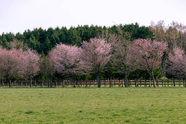 istock Cherry blossoms in full bloom in Hidaka ,Hokkaido . 1326859730