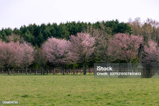 Cherry Blossoms In Full Bloom In Hidaka Hokkaido Stock Photo - Download Image Now