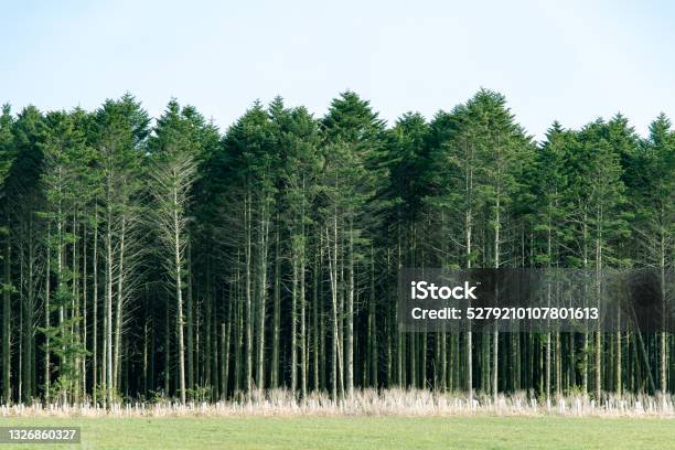 Coniferous Forest In Hidaka Townhokkaido Stock Photo - Download Image Now - Beauty, Blue, Color Image
