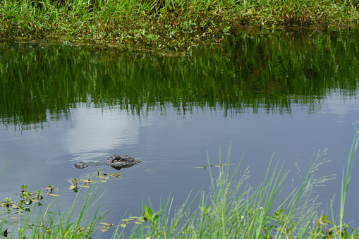 An American Alligator swimming in a pond in the wetland of the Cameron Prairie National Wildlife Refuge, Cameron Parish, Louisiana