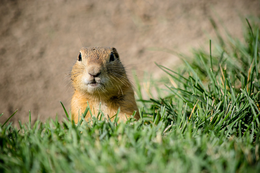 A cute prairie dog is peeking out from their burrow