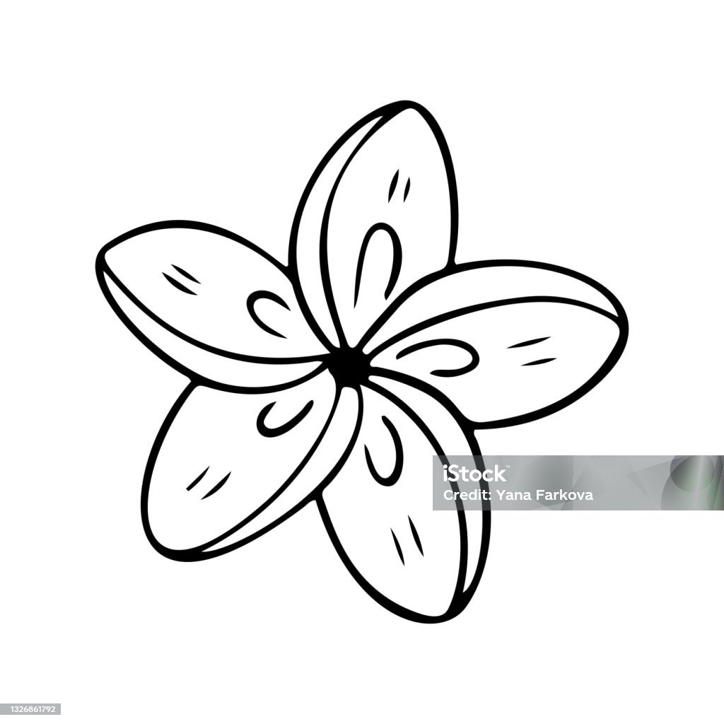 Plumeria Flower Outline Frangipani Line Art Vector Illustration ...