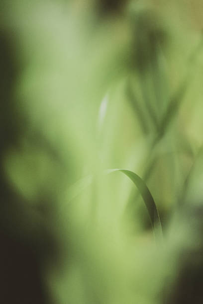 istock Reed growing near a lake 1326862731
