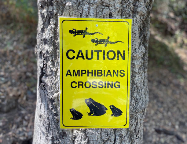 istock Caution Amphibian Crossing Warning Sign 1326866892