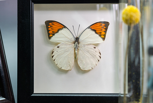 Hebomoia Glaucippe Butterfly Specimen