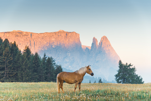 Scenery landscape with horse in green field at dolomites mountain in spring, dolomites,italy