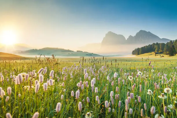 Photo of Beautiful Scenics of lupine flower in front of the Odle mountain peaks,in spring, Val di Funes valley,italy