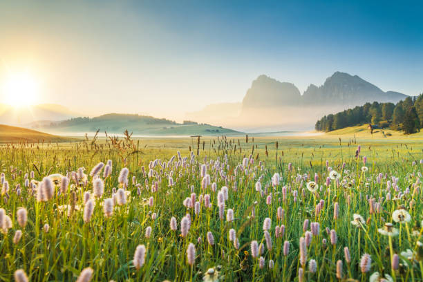 scenics bonitos da flor do tremoço na frente dos picos da montanha odle, na primavera, vale de val di funes, itália - mountain sunrise scenics european alps - fotografias e filmes do acervo