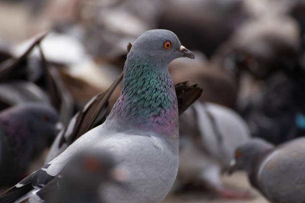 istock Casablanca pigeons 1326875859