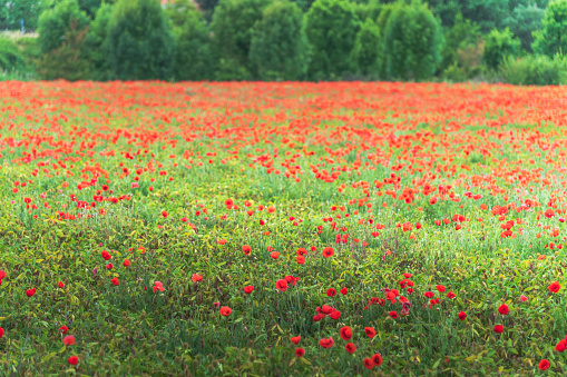 Early spring in Israel. Southern kibbutz. Blooming red anemones. Magnificent flower carpets of blooming red flowers among green juicy grass.