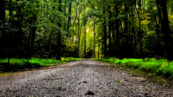A gravel road through a lush forest.
