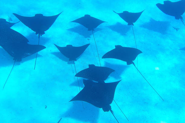istock blue lagoon of bora bora 1326881296