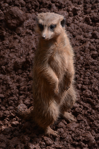 A lonely meerkat staring into the distance seeking for potencial danger. These little mongoose family mammals can only be found nowadays in the deserts of Angola, South Africa, Namibia and Botswana.