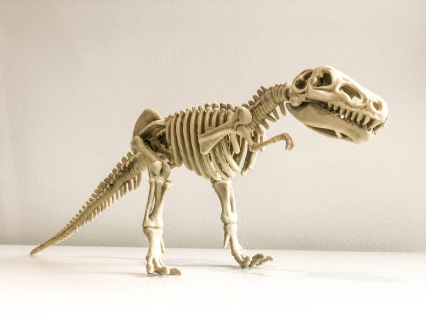 istock Tyrannosaurus Rex Skeleton 1326882395
